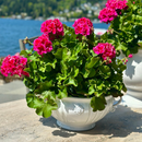 Bella Bianca Garden Urn